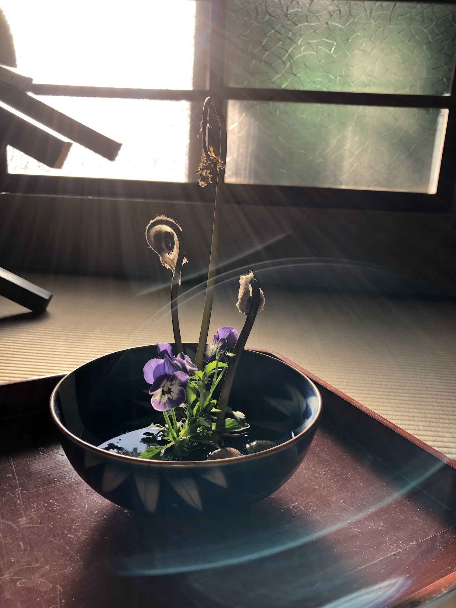 骨董の器に『ゼンマイとスミレ』