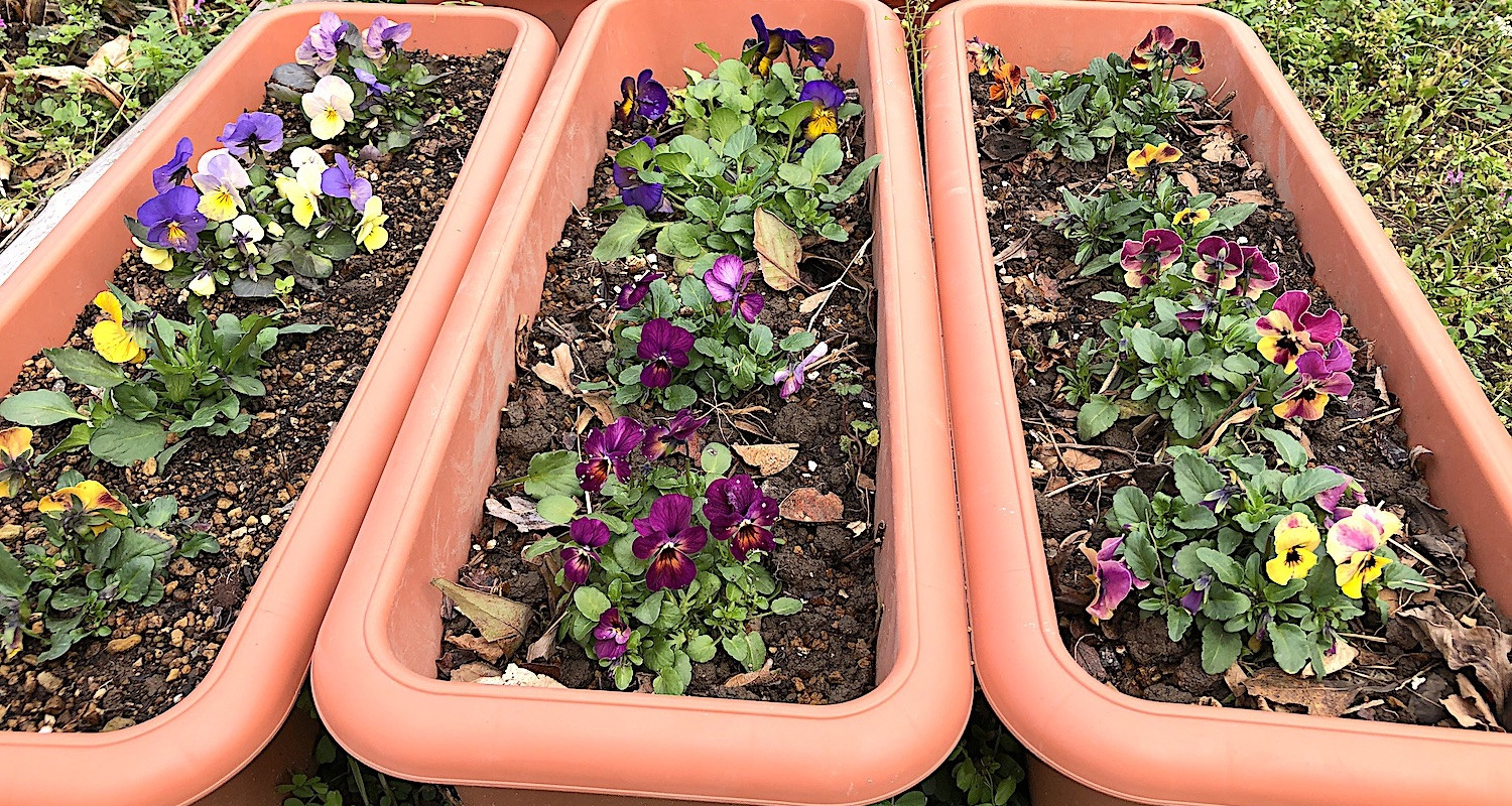 春を待つビオラたち