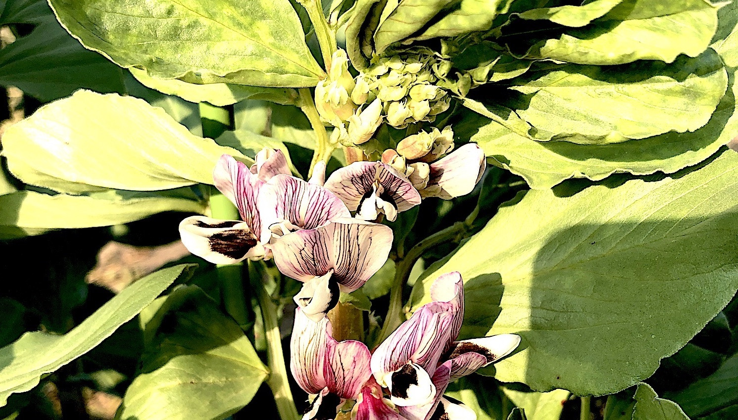 そら豆の花も使います